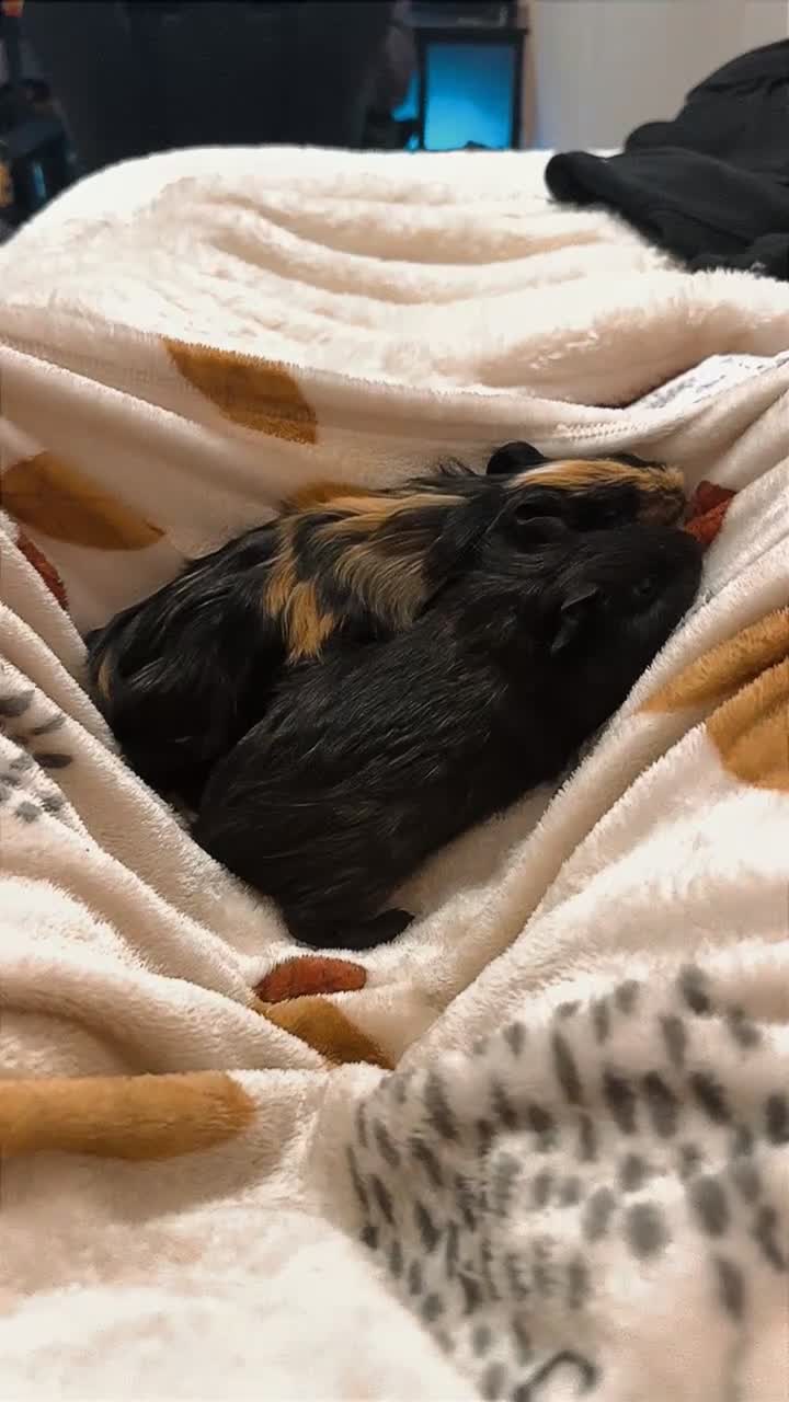 Guinea Pig rodents for sale: Two male guinea pigs  - Video 2