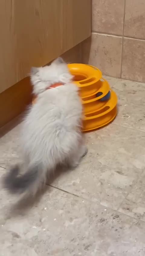 Ragdoll cats for sale: GCCF Registered Ragdoll*one left ready to go* - Video 3