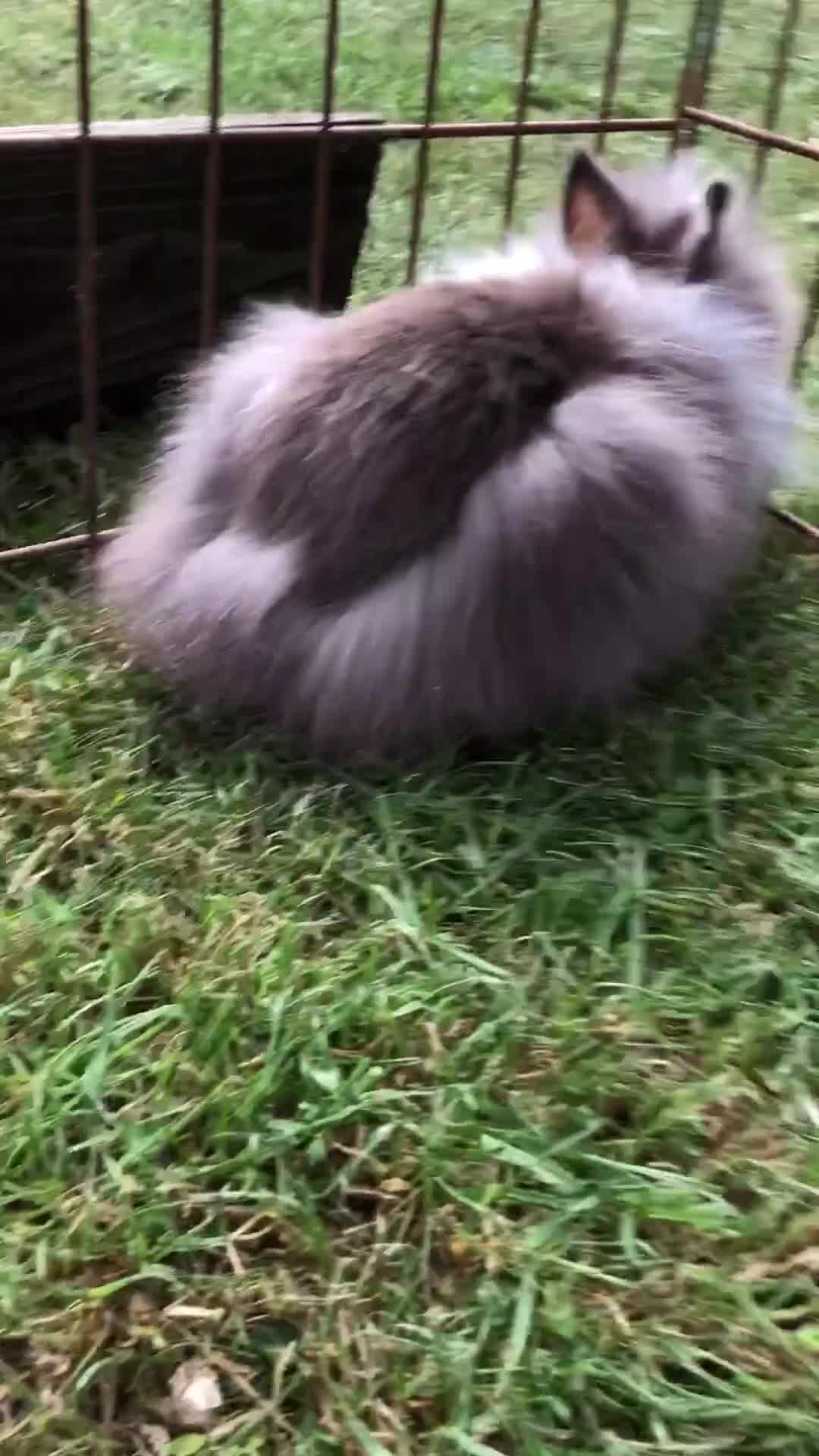 Lionhead rabbits for sale: Lion head Rabbits for sale - Video 3
