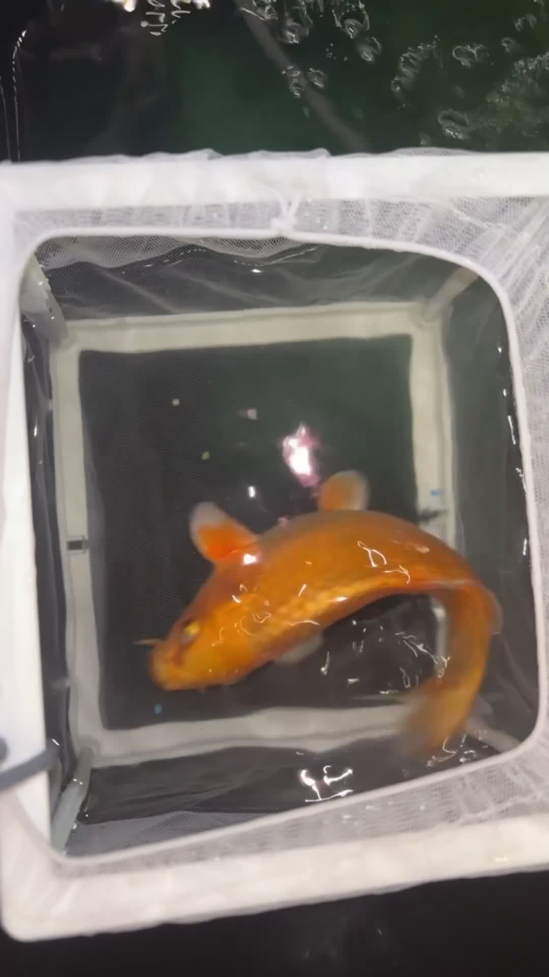 Koi Carp fish for sale: Japanese koi  - Video 1