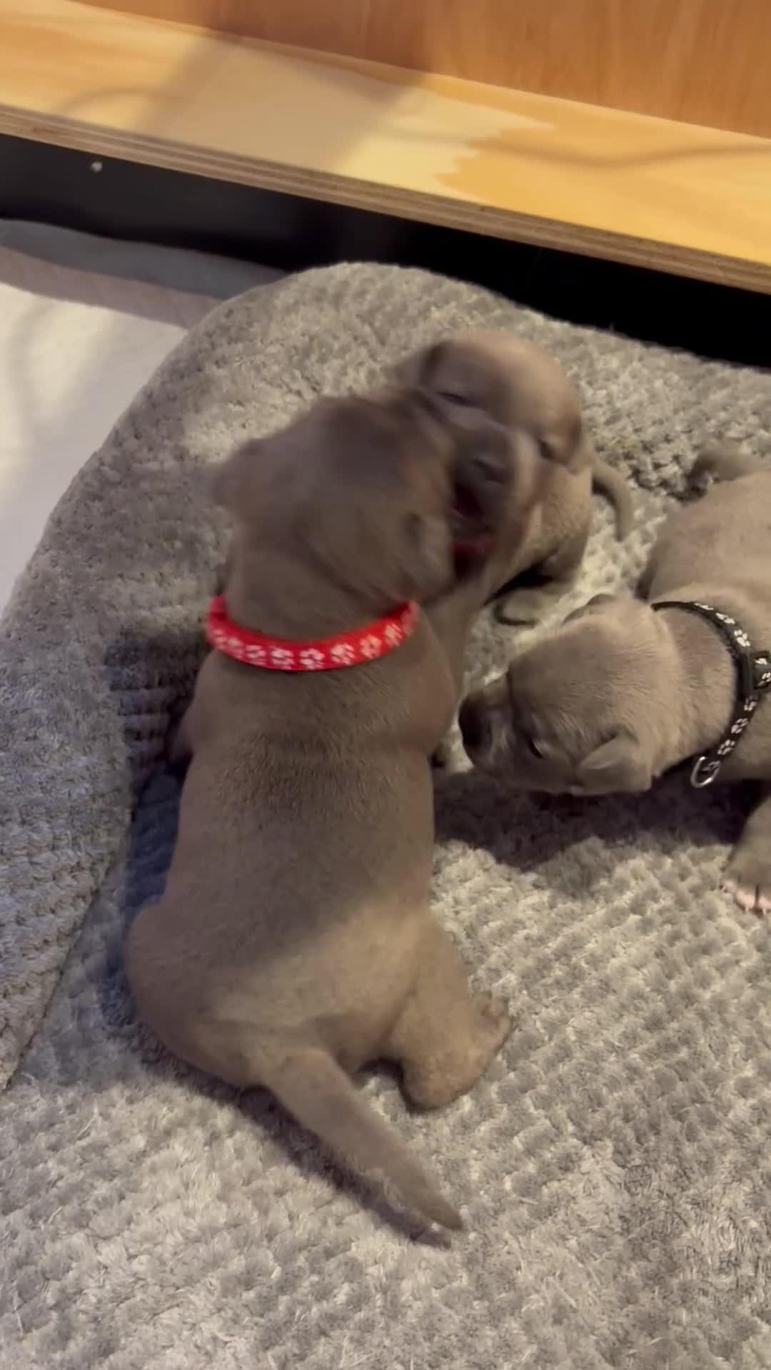 Staffordshire Bull Terrier dogs for sale: Stunning litter of 6 blue KC Staffy’s   - Video 1