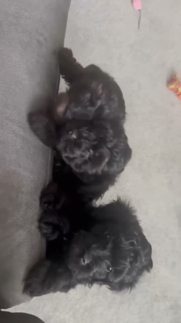 Yorkiepoo dogs for sale: Yorkiepoo pups - Video 2
