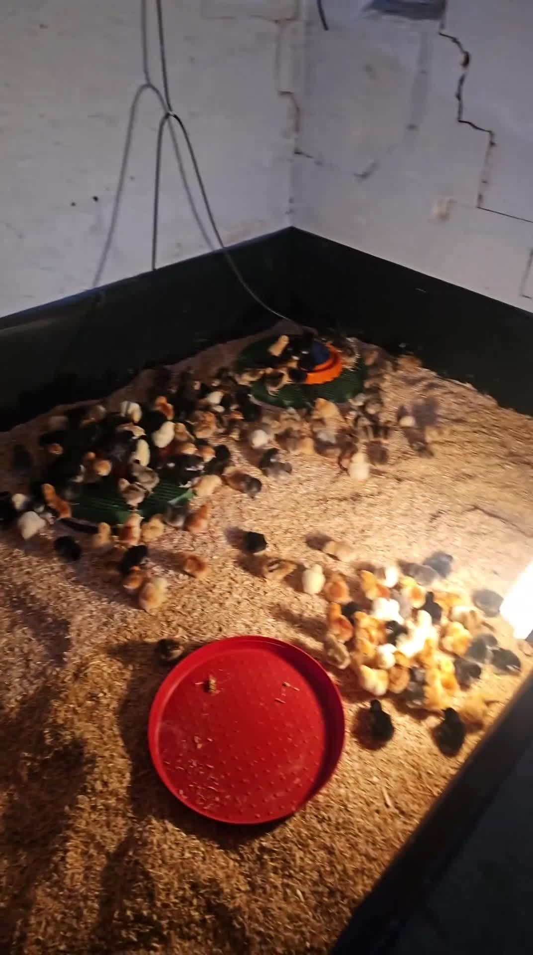 Chickens poultry for sale: Day old chicks - Video 1