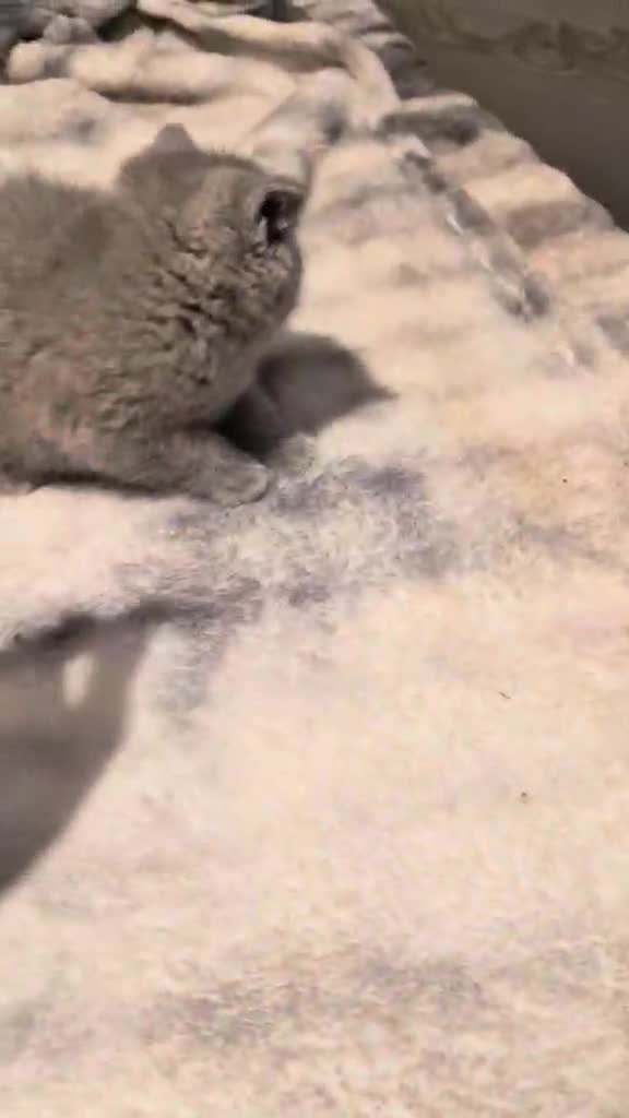 British Shorthair cats for sale: British Shorthair Pedigree Kittens  - Video 1