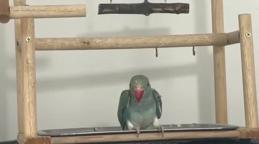 Ringnecks birds for sale: Indian Ringneck Rare Colour 6 Months Old - Video 1