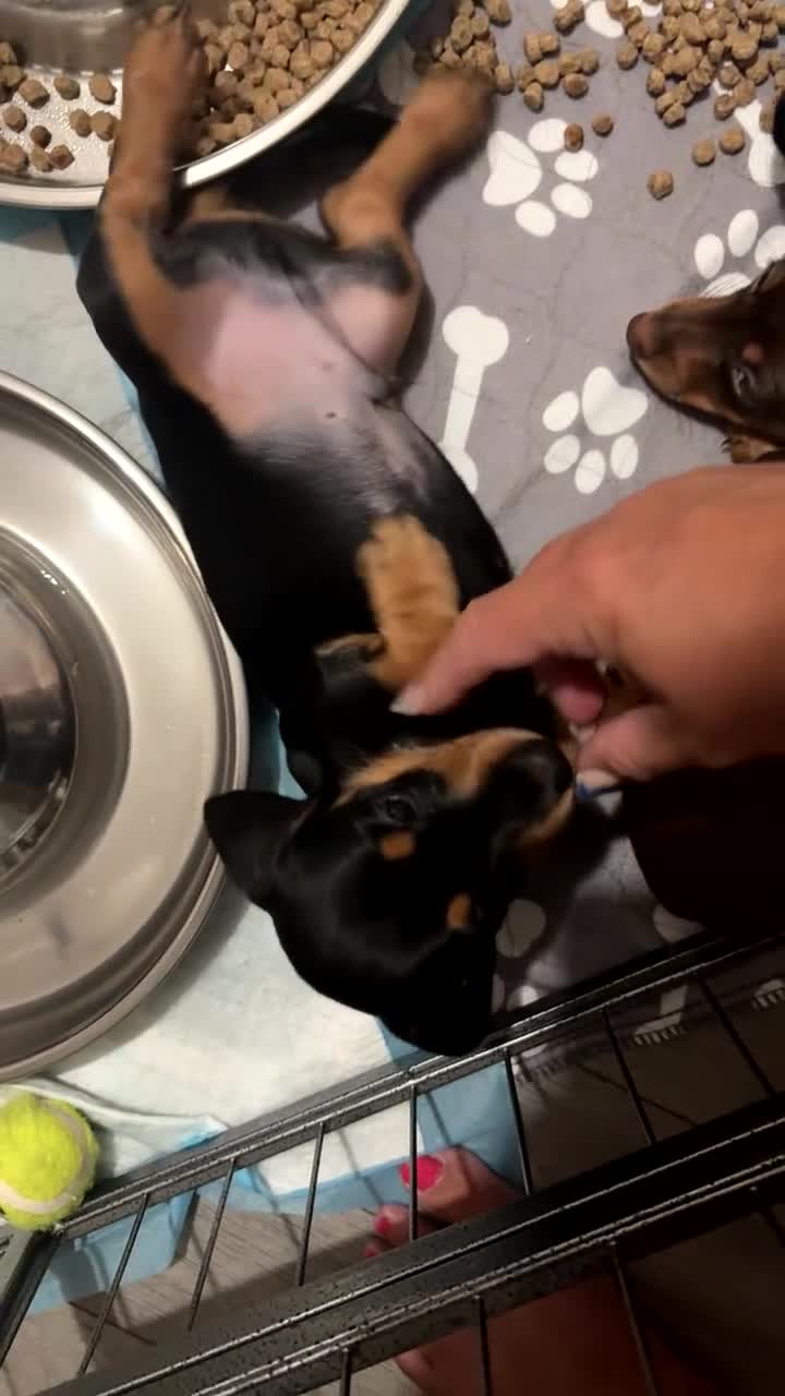 Miniature Dachshund dogs for sale: Miniature dachshund puppy last boy - Video 1