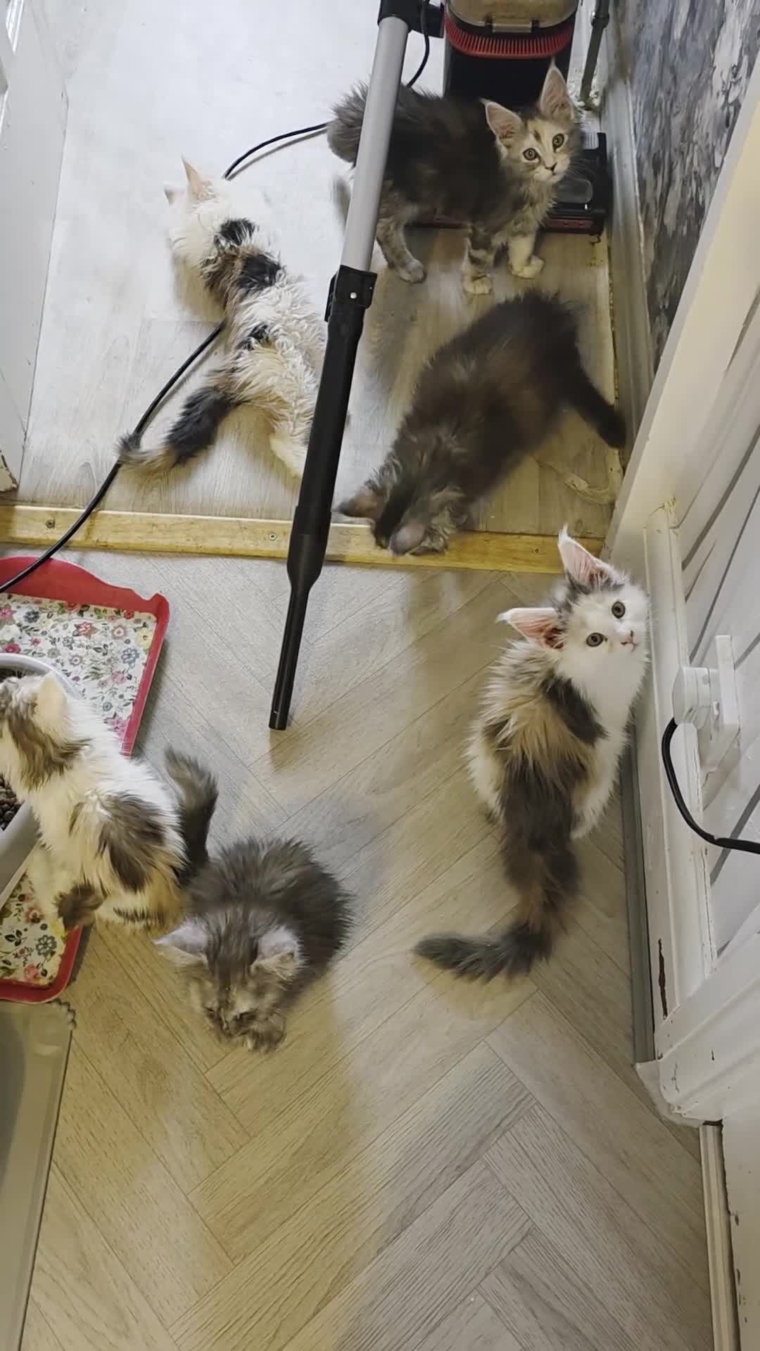 Maine Coon cats for sale: STUNNING MAINE COON KITTENS  - Video 2