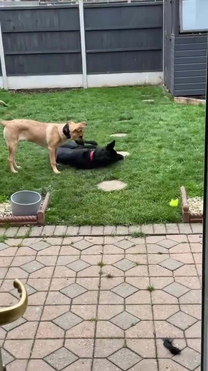 Belgian Shepherd Dog dogs for sale: Malinoise Female 9 month Old  - Video 1