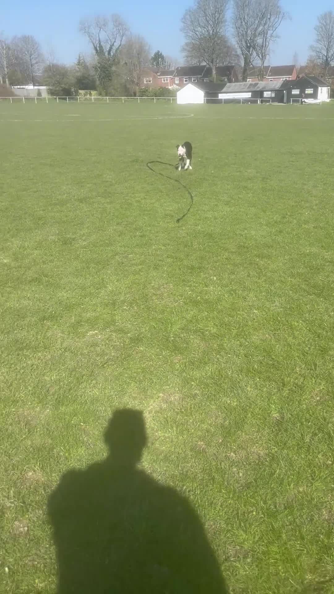 Mixed Breed dogs for sale: Stunning staffyxbullmastiff - Video 1