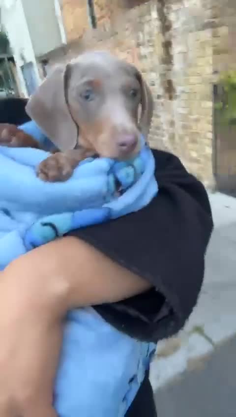 Dachshund dogs for sale: Isabella and Tan Standard Daschund  - Video 1