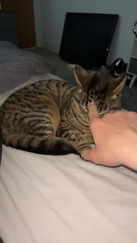 Mixed Breed cats for sale: Tabby cat 🐈 😻  - Video 2