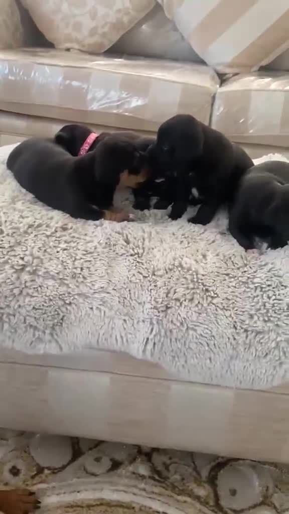 Jackshund dogs for sale: ⭐️5 BEAUTIFUL DACHUNDXJACK RUSSELLS⭐️ - Video 1