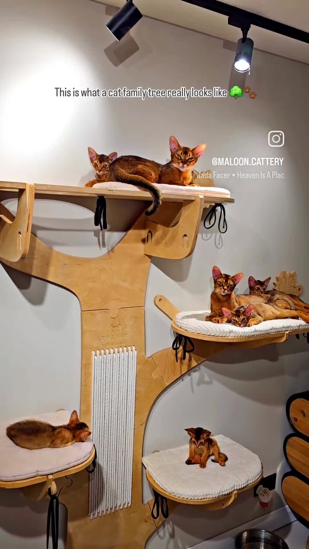 Abyssinian cats for sale: One of the Kind Abyssinian Girl-Champions Pedigree - Video 3