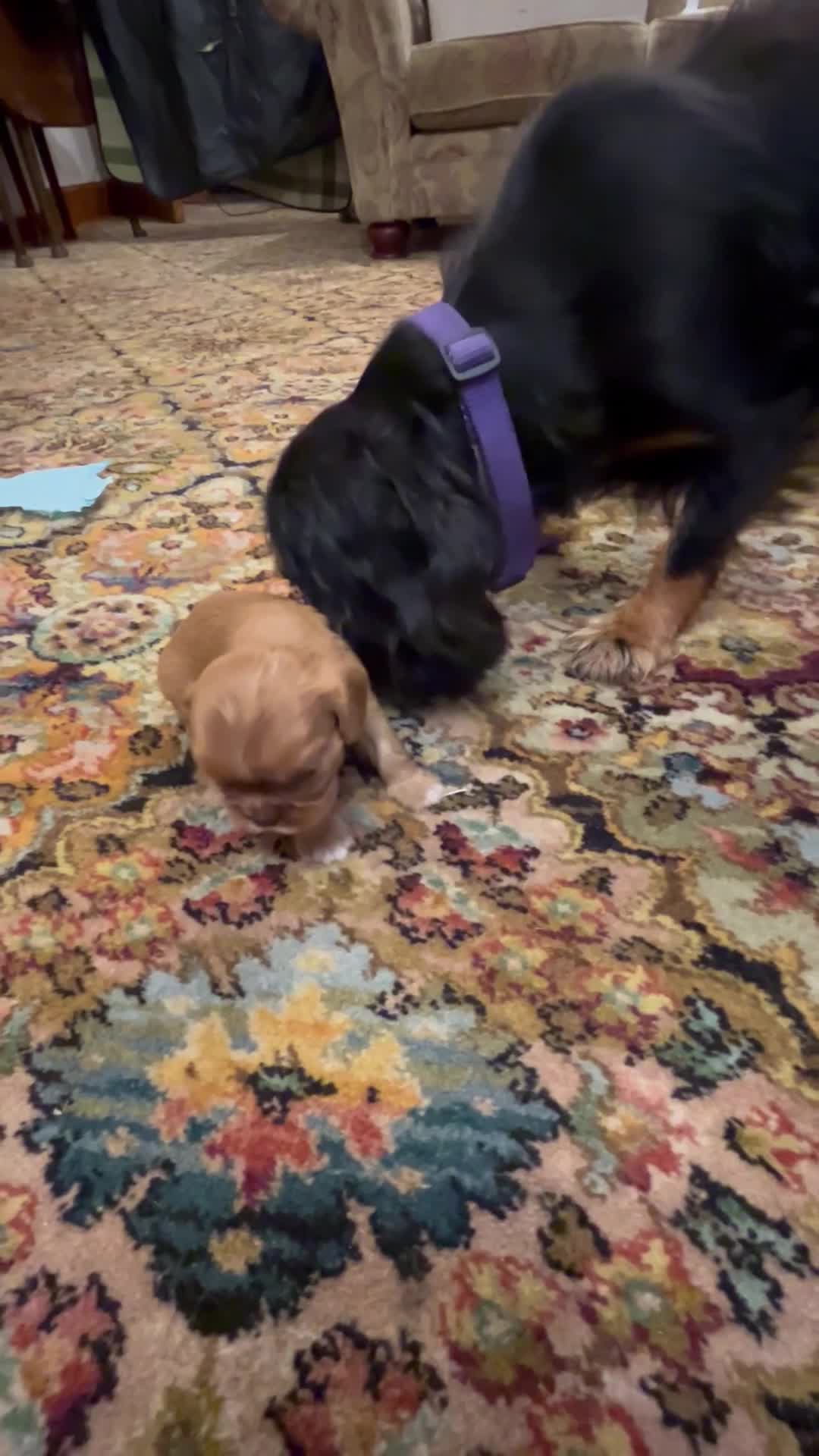 Cavalier King Charles Spaniel dogs for sale: King Charles Cavalier Puppies - Video 2
