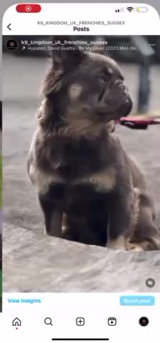 French Bulldog dogs for stud: FLUFFY LILAC TAN FRENCH BULLDOG CARYING TESTABLE in Haywards Heath - Video 4