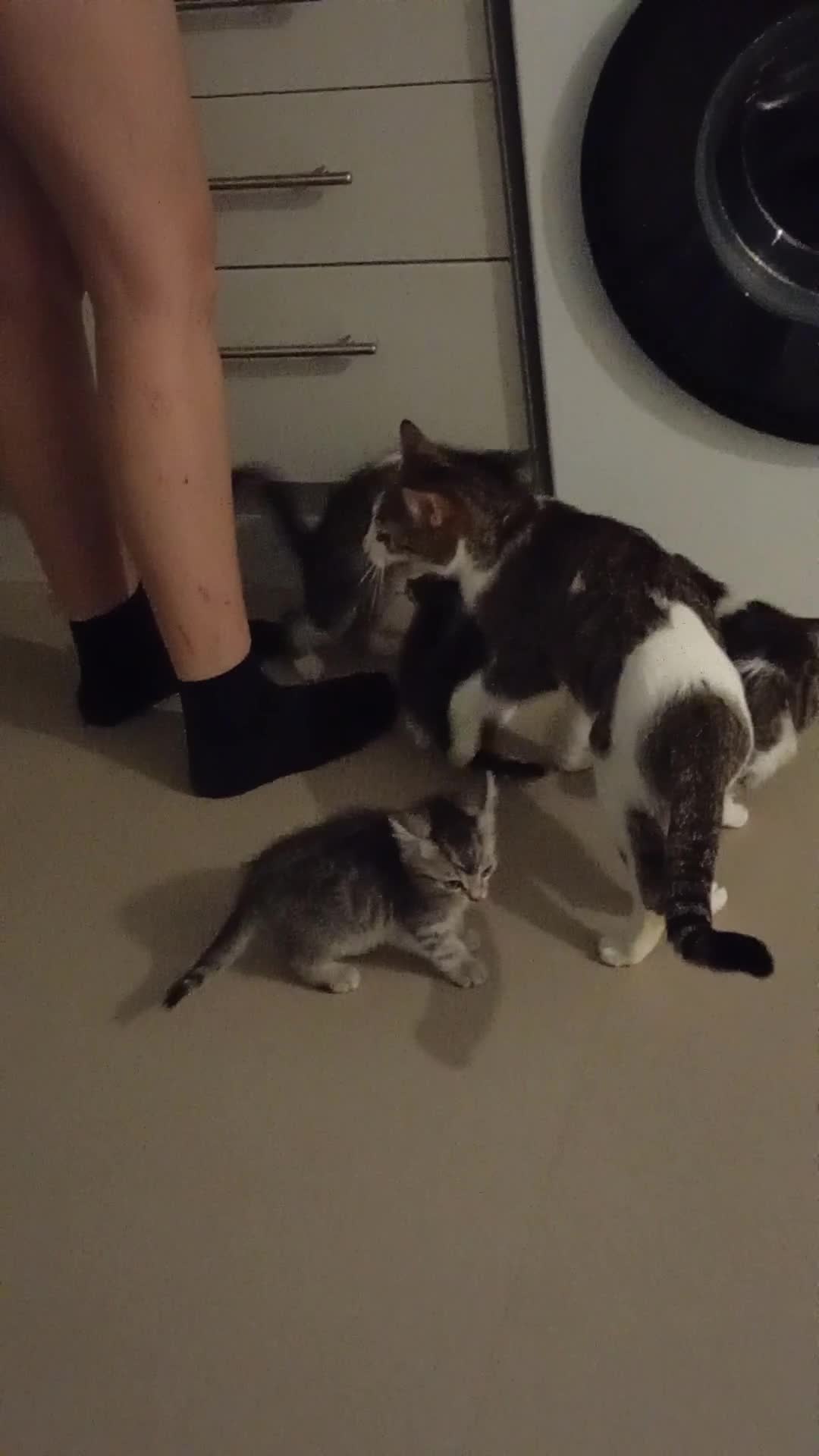 Mixed Breed cats for sale: 4 little boys available now in Worcester - Video 1