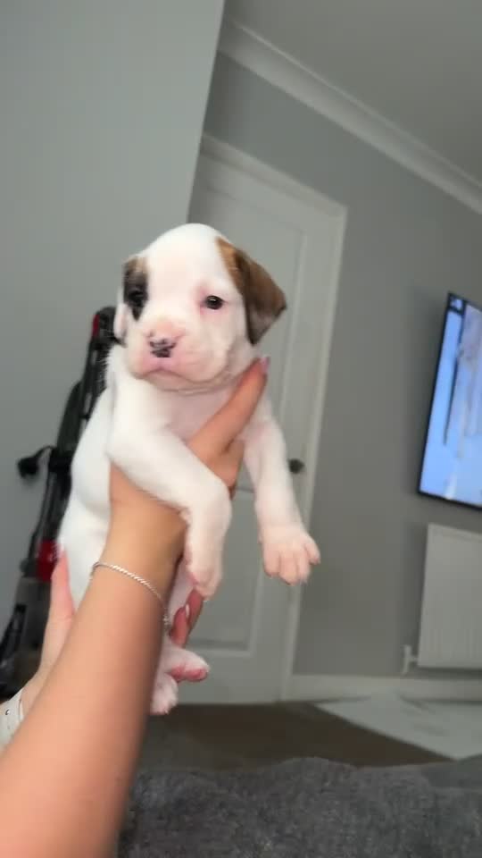 Boxer dogs for sale: Gorgeous KC Registered Boxer Pups - ONLY 3 LEFT - Video 1