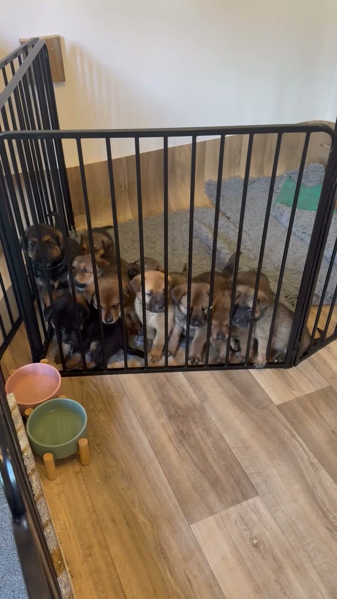Mixed Breed dogs for sale: 🐾3 GIRLS LEFT🐾 - Video 1