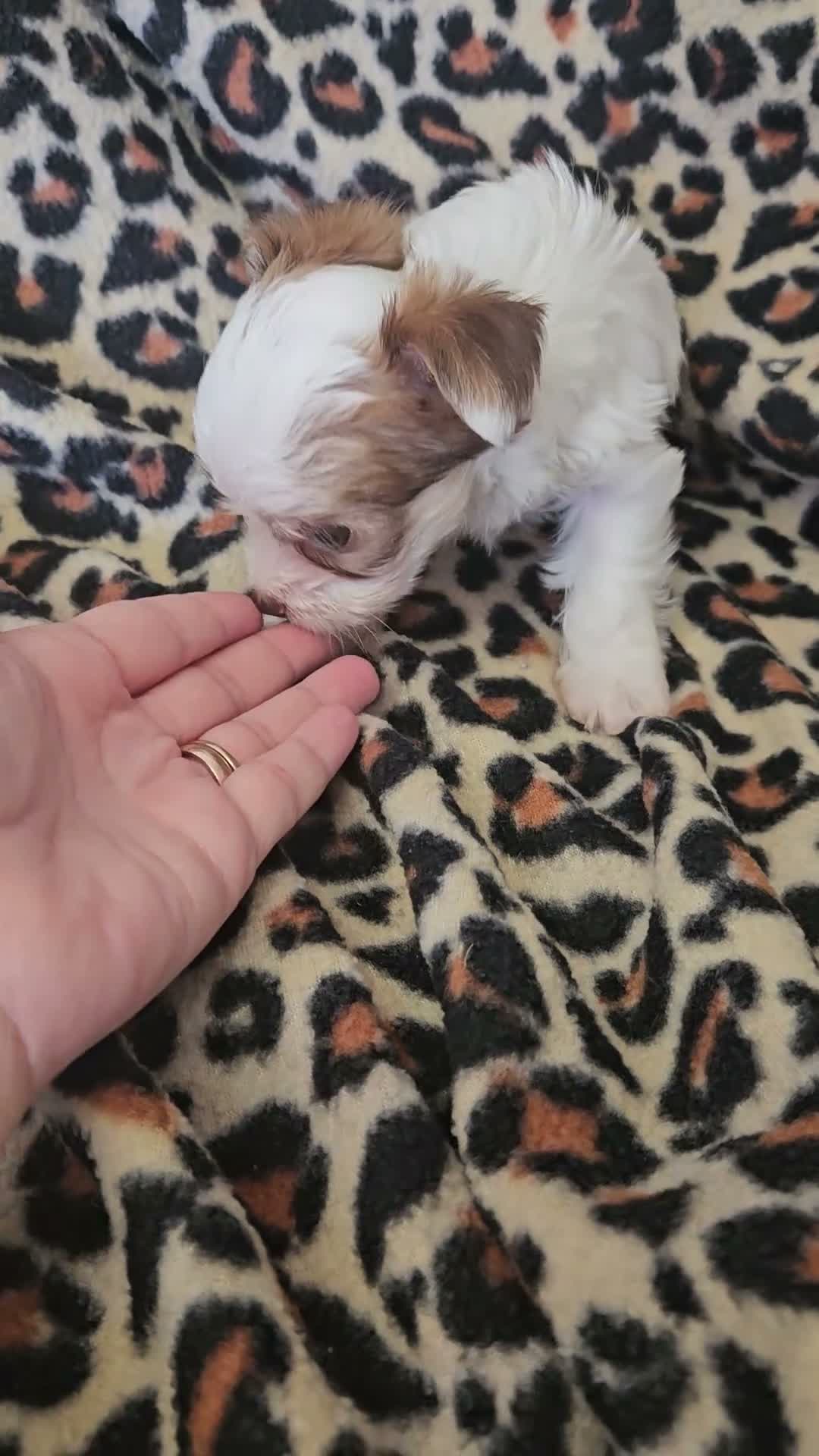 Yorkshire Terrier dogs for sale: 🩷 DNA tested parents 🩵 White Ocean Pearl litter - Video 2