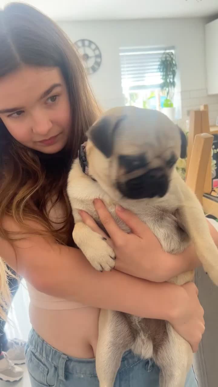 Pug dogs for stud: 🐾 pug for stud 🐾  - Video 1