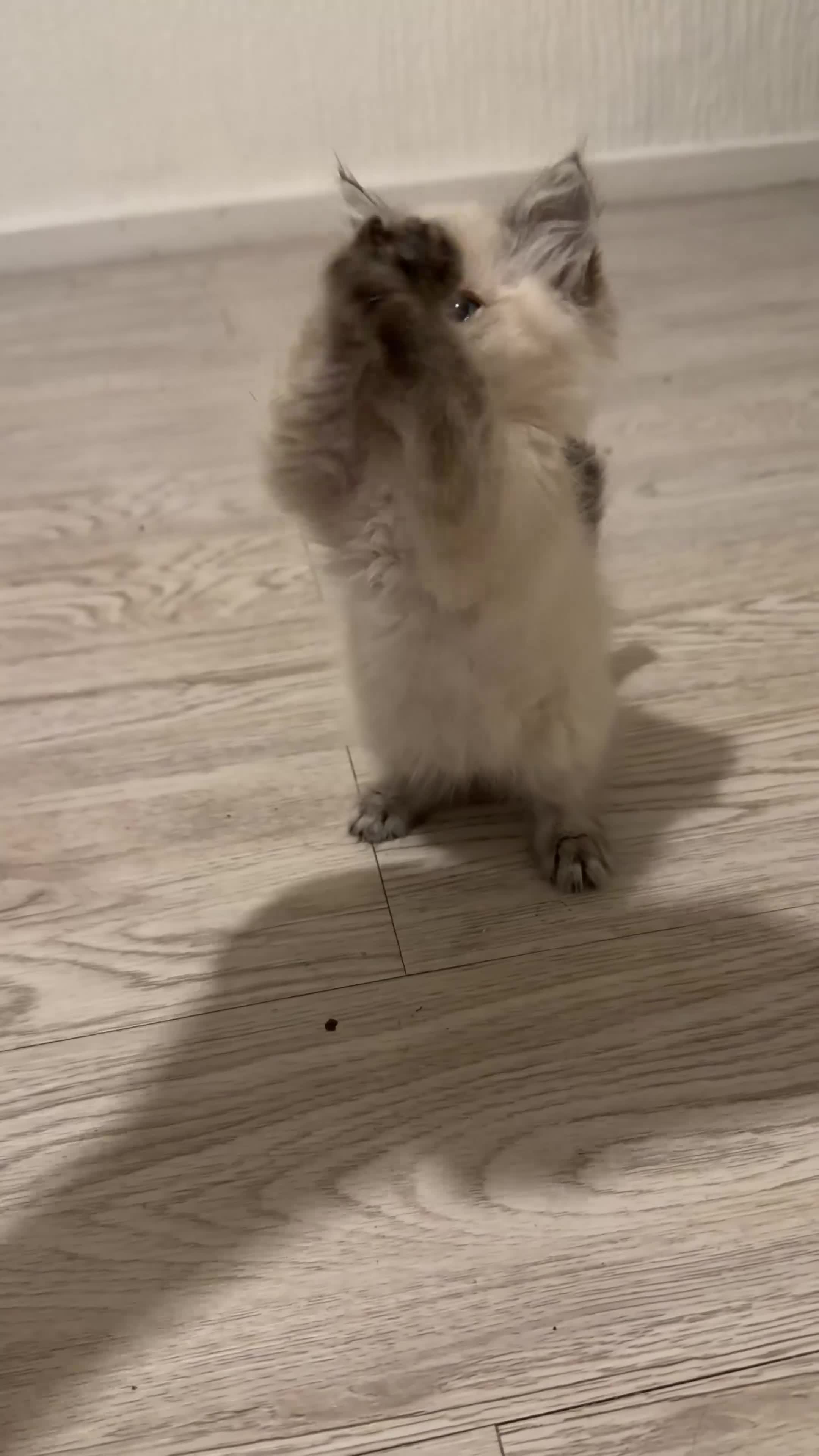 Ragdoll cats for sale: Beautiful ragdoll kitten  - Video 1