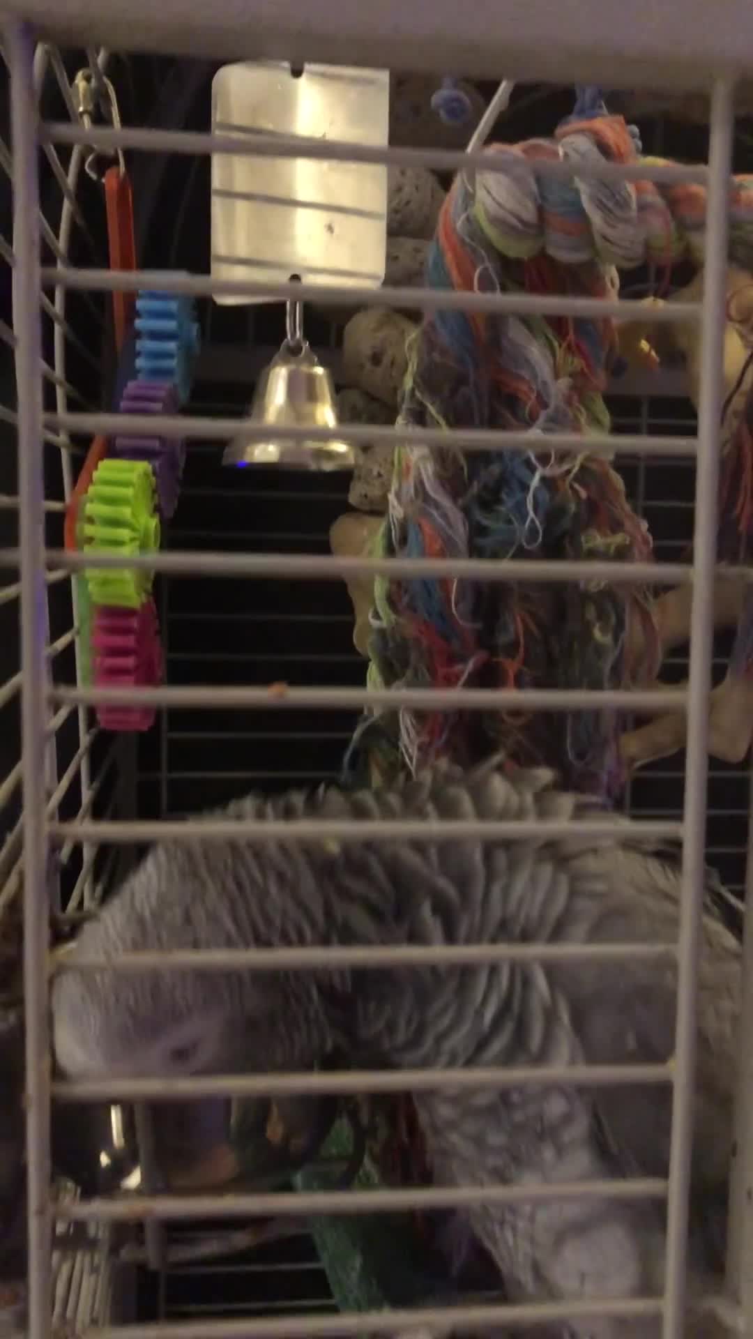 Parrots birds for sale: African grey parrot in Warwick - Video 2