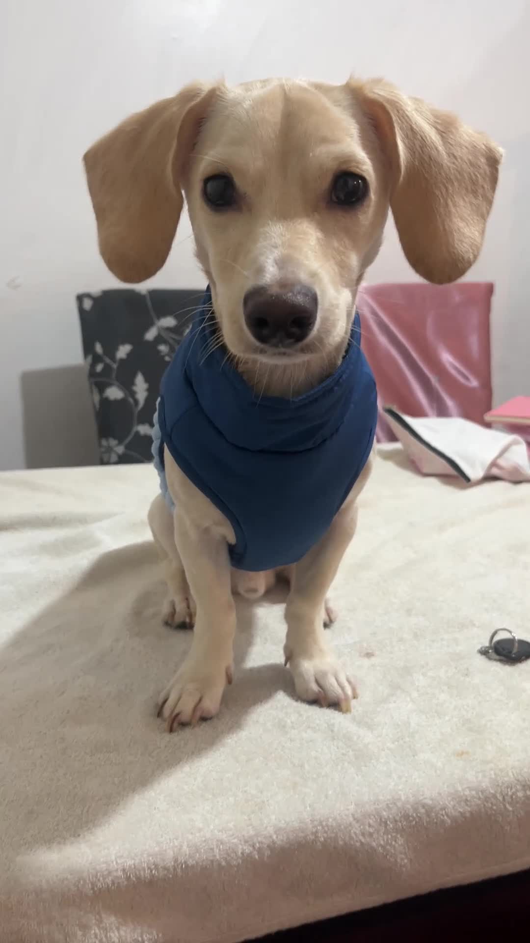 Mixed Breed dogs for sale: Adorable 7 months mini dachshund puppy! 🐶 - Video 1