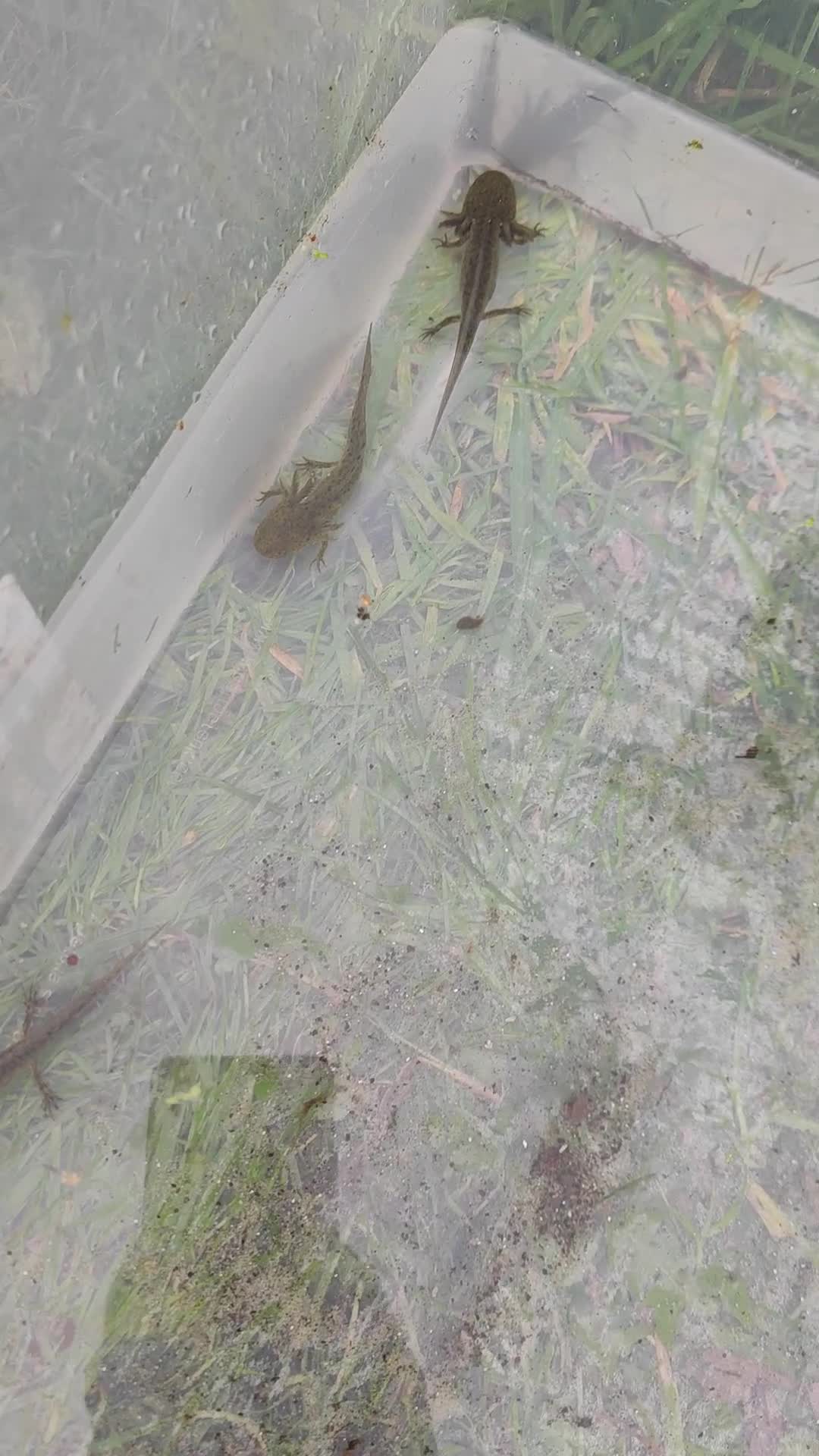 Axolotl reptiles for sale: Young axolotls  - Video 1