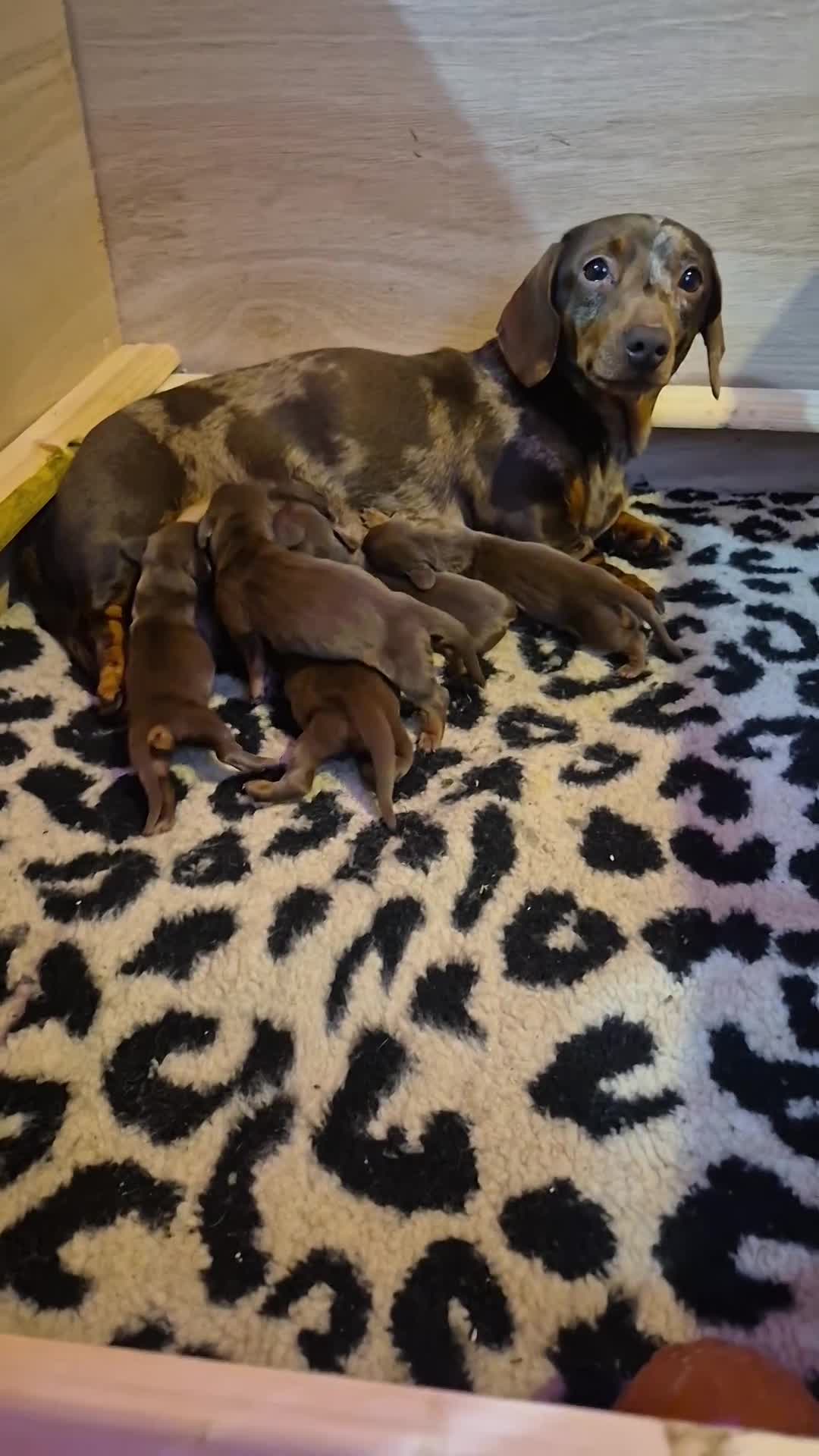 Miniature Dachshund dogs for sale: Stunning KC reg chocolate and tan pups  - Video 1