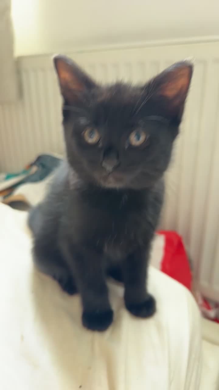 Mixed Breed cats for sale: Beautiful Black Mixed Breed Kittens - Video 1