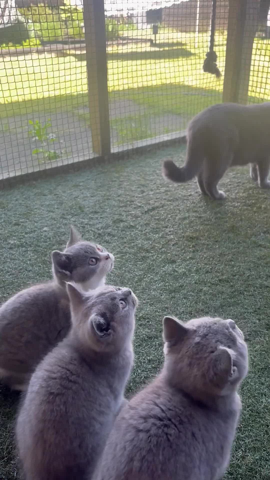 British Shorthair cats for sale: 🏆 Champion bloodlines, Beautiful BSh kittens   - Video 2