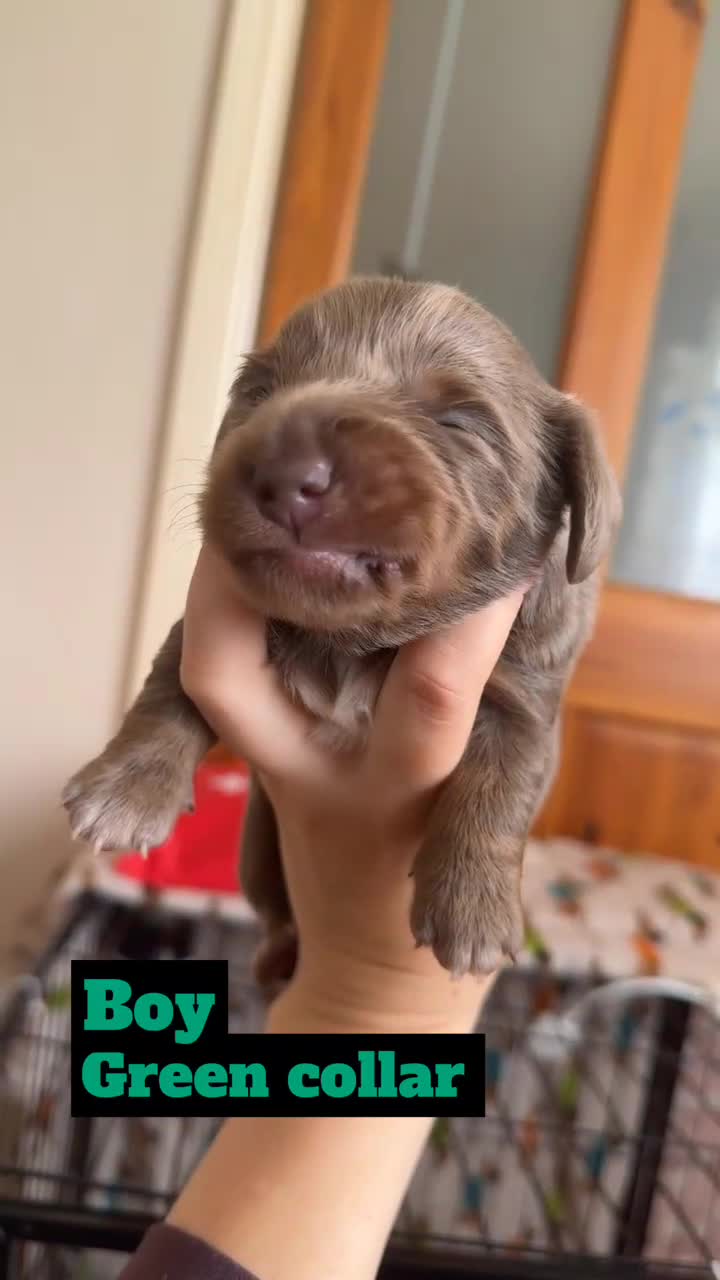 Miniature Dachshund dogs for sale: Short&Longhaired Miniature dachshund pups❤️ - Video 1