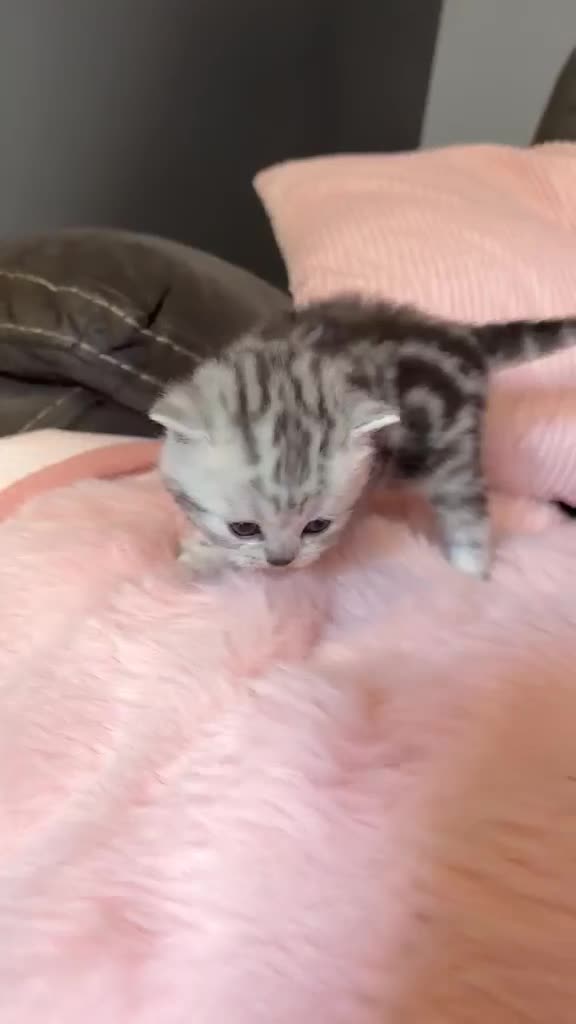 British Shorthair cats for sale: Beautiful bsh kittens  - Video 3