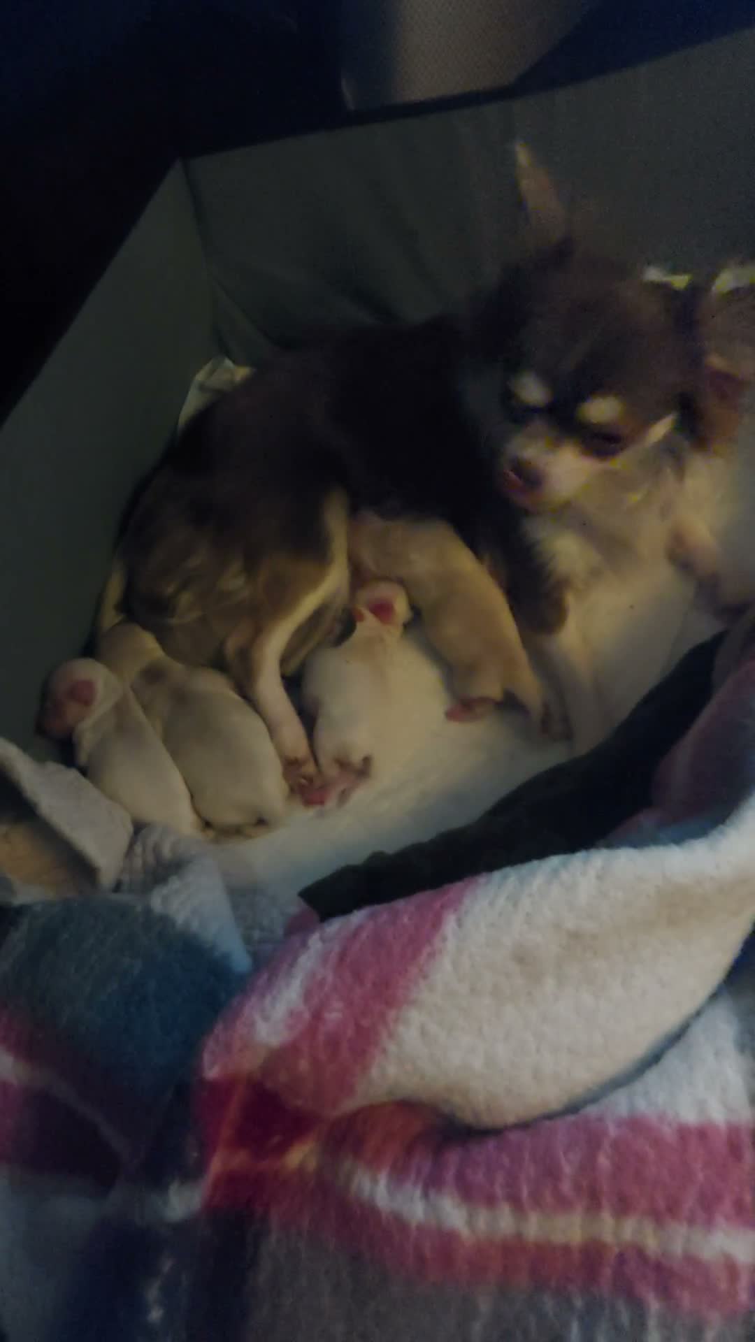 Chihuahua dogs for sale: Chihuahua puppies  in Willenhall - Video 1