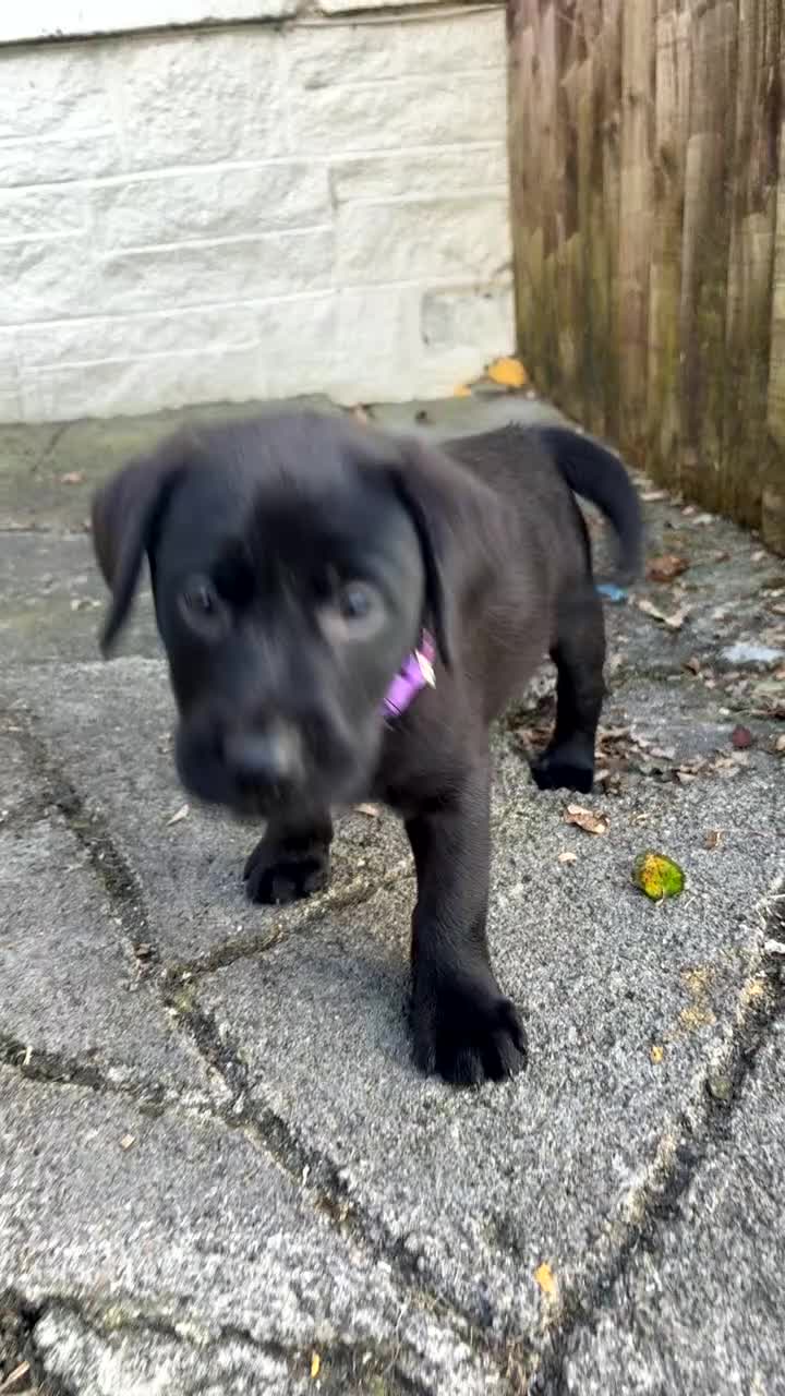 Labrador Retriever dogs for sale: ⭐️READY TO GO NEXT WEEK⭐️KC Reg Labrador Puppies  - Video 2