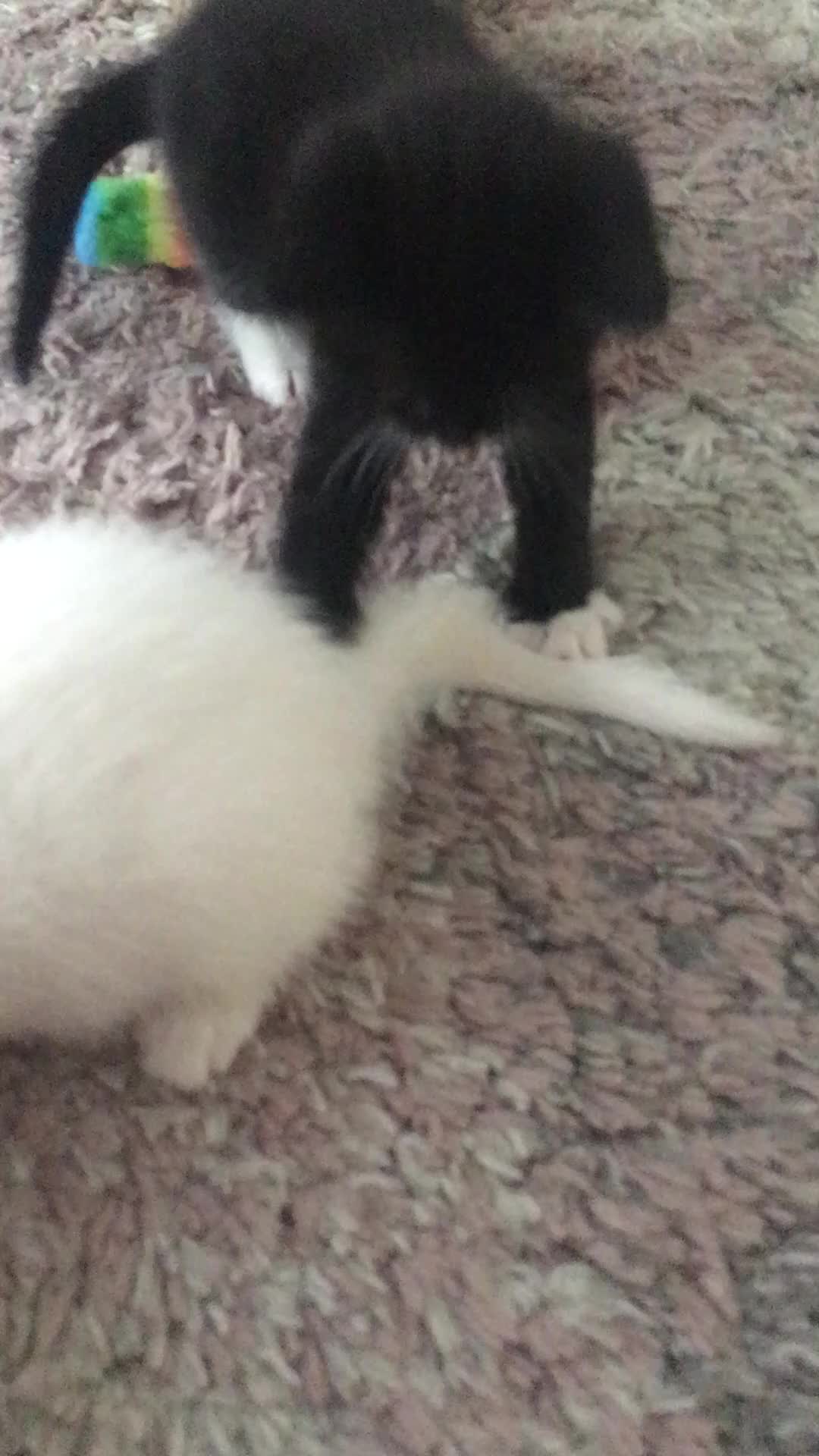 Turkish Angora cats for sale: Turkish angora cross bengal x tabby - Video 1
