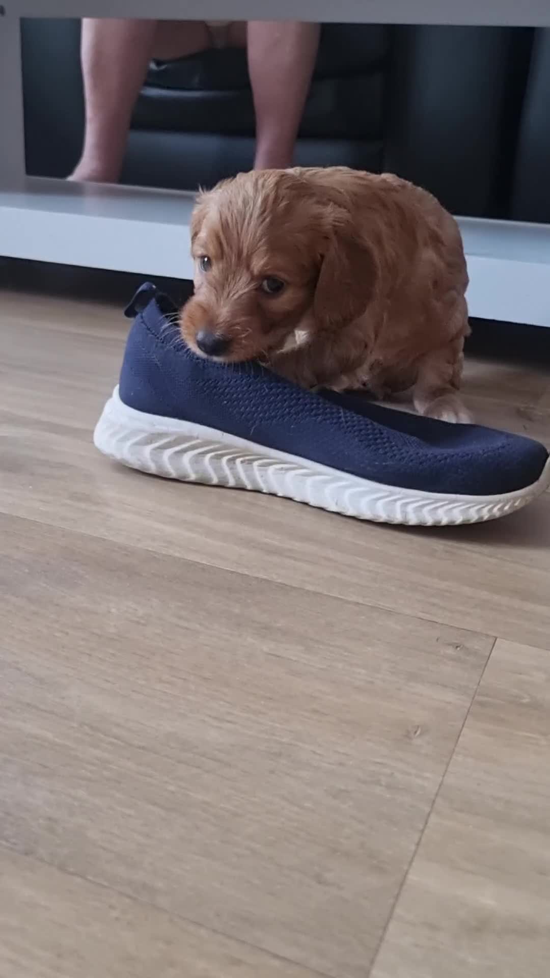 Cockapoo dogs for sale: Sweet and beautiful golden/red boy cockerpoo  - Video 1