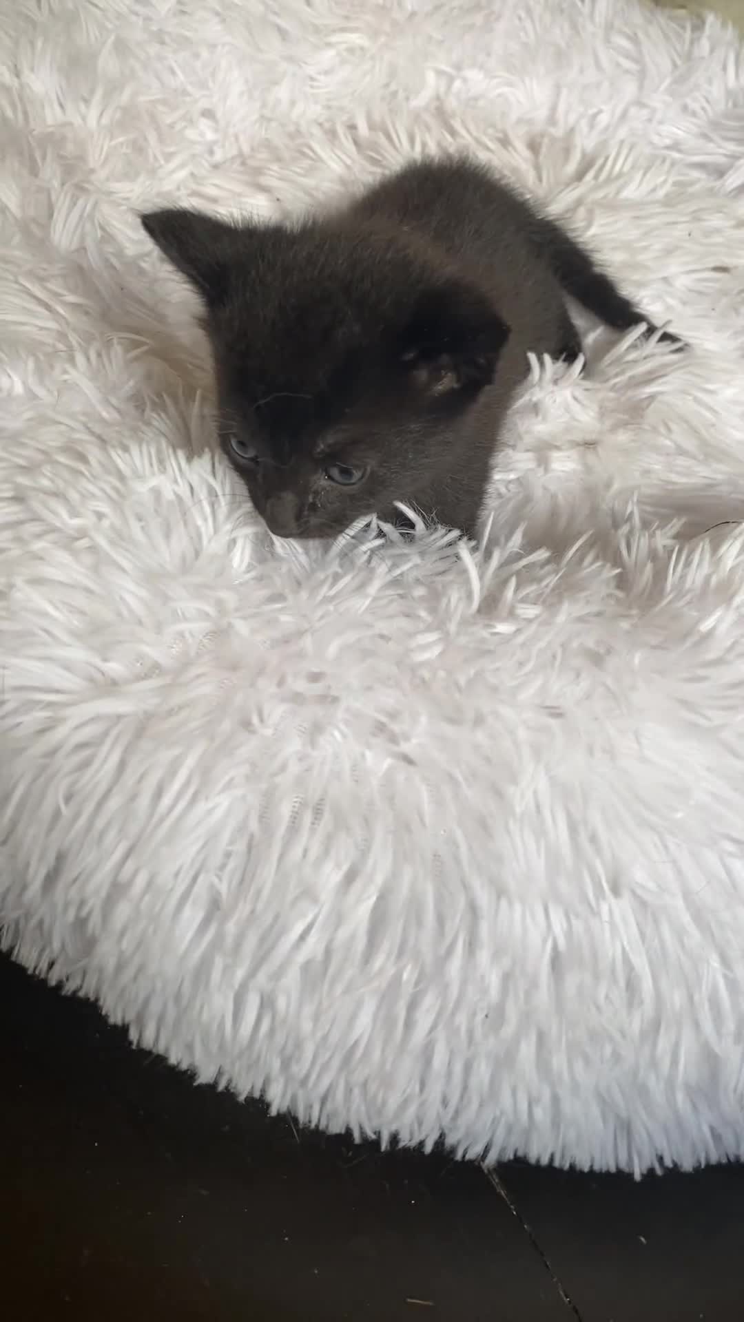 British Shorthair cats for sale: Adorable Kittens Looking for Loving Homes, Chester in Chester - Video 3