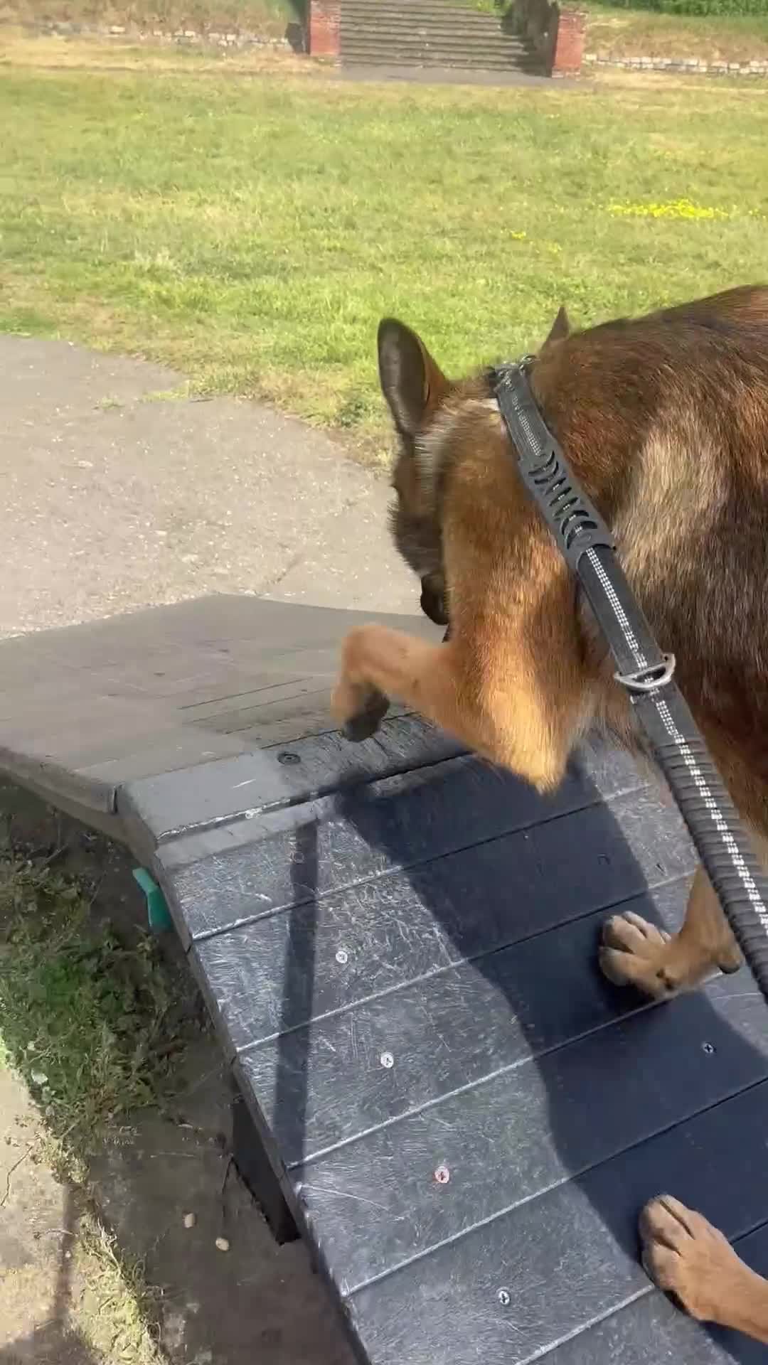 Mixed Breed dogs for sale: Simba  - Video 4