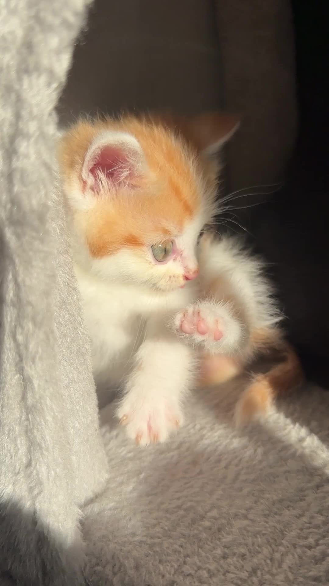 Persian cats for sale: mixed bombay and persian kittens  - Video 1