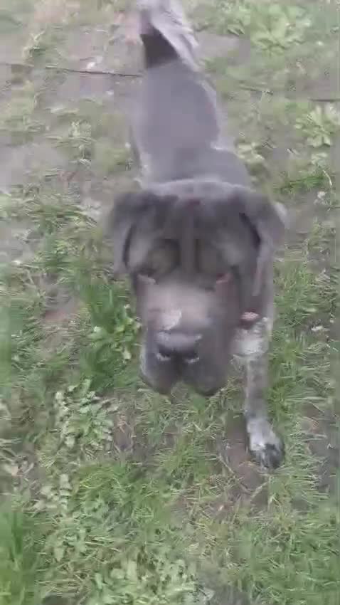 Shar Pei dogs for adoption: Teddy, sharpei cross, is searching for his family  in Spilsby - Video 2