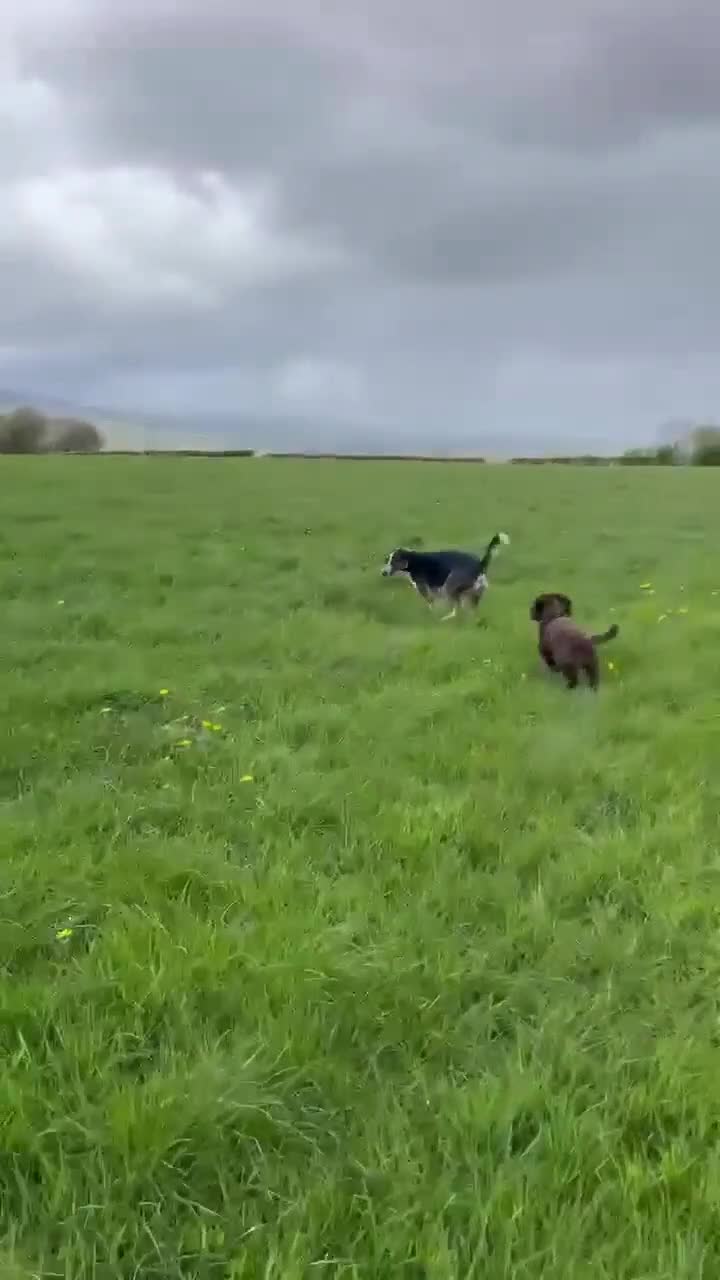 Mixed Breed dogs for adoption: WILSON - 2 years old, Hound Mix Boy in Atherstone - Video 2