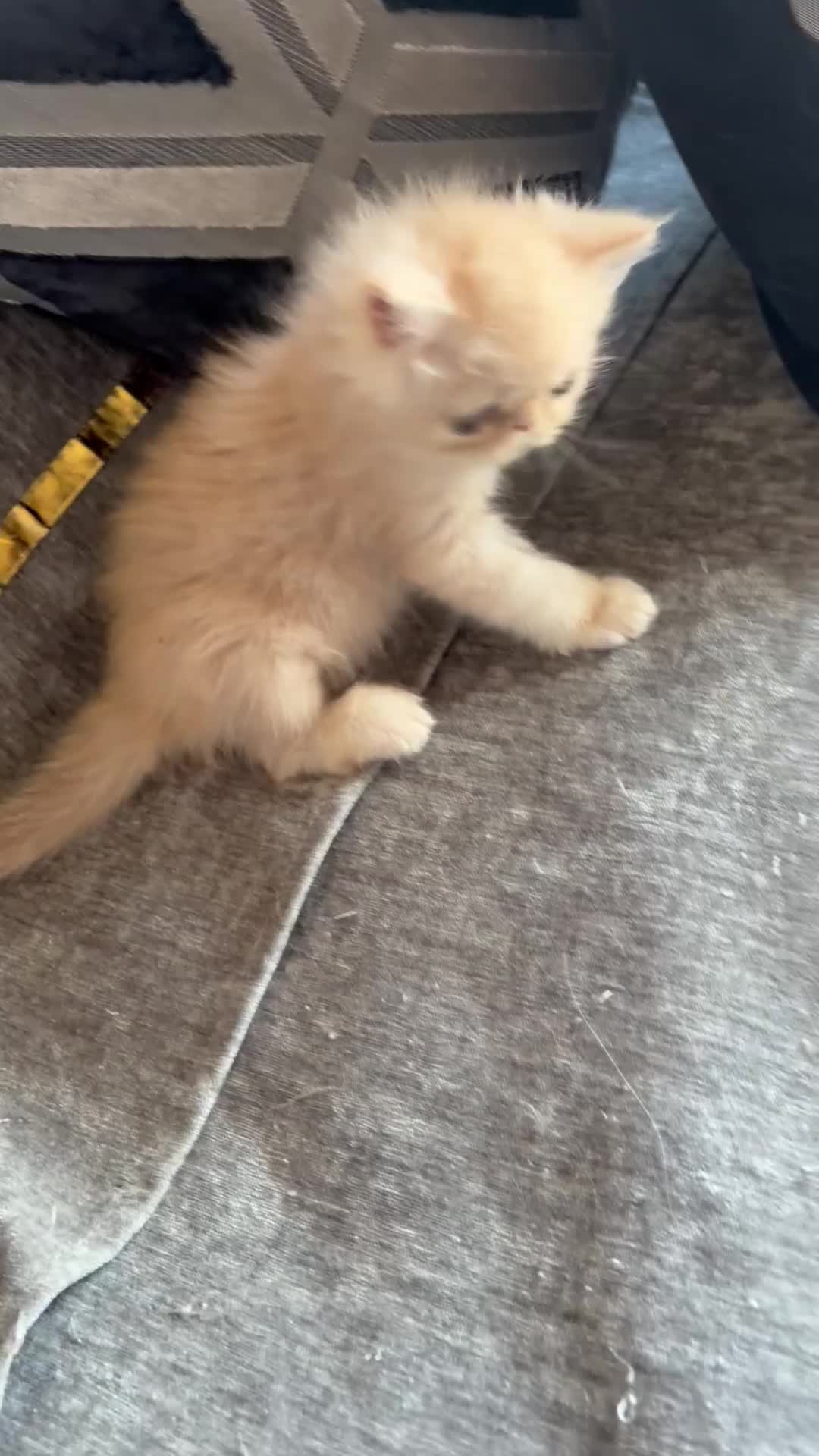 Persian cats for sale: Persian Teddy Bear kittens  - Video 2