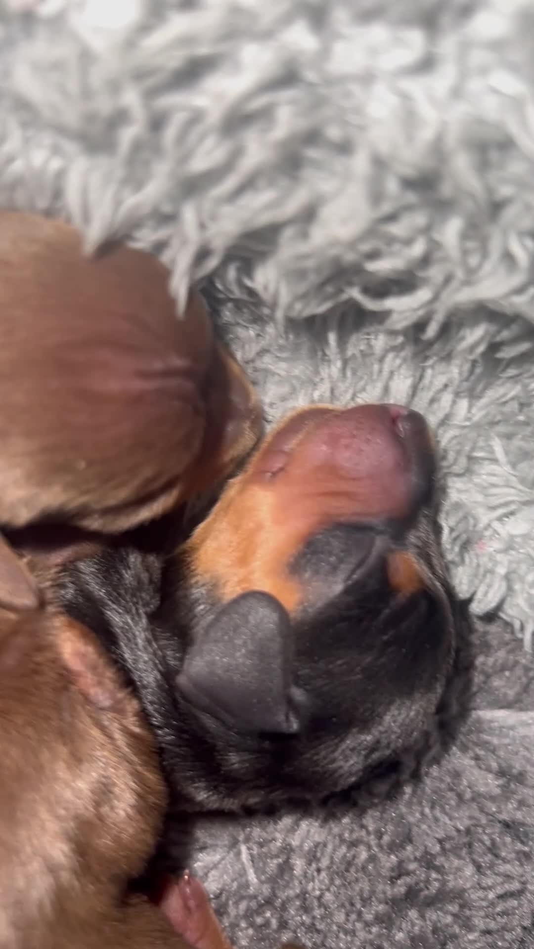 Miniature Dachshund dogs for sale: Miniature Dachshunds - Video 2