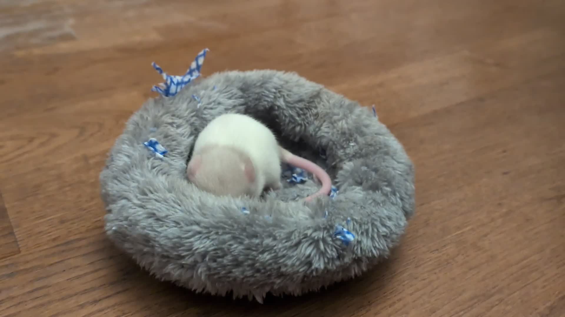 Rat rodents for sale: 4 male rats  - Video 2