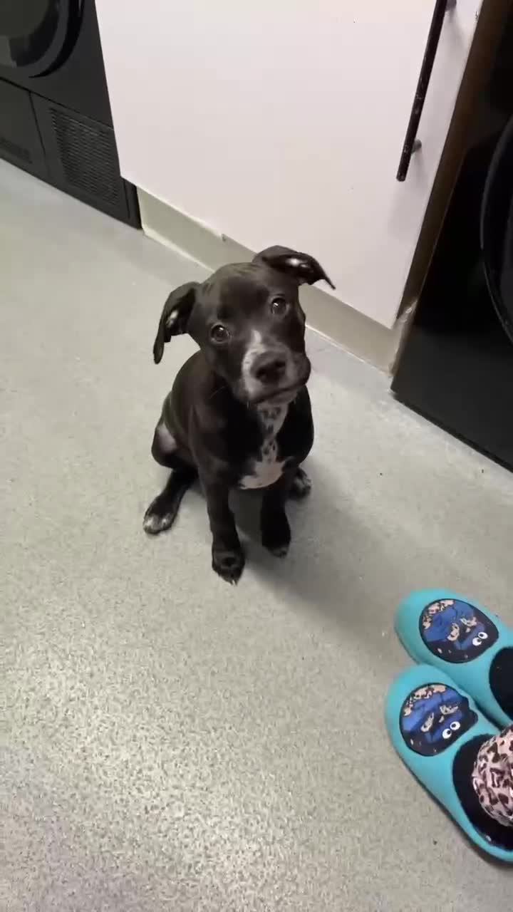 Mixed Breed dogs for sale: Dalmatian/Labrador cross staffy  - Video 1