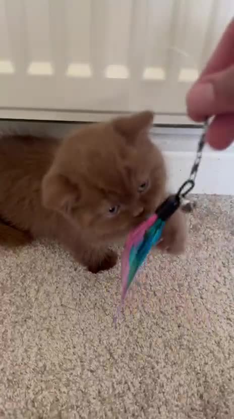 British Shorthair cats for sale: Chunky Cinnamon british short hair kitten READY - Video 1