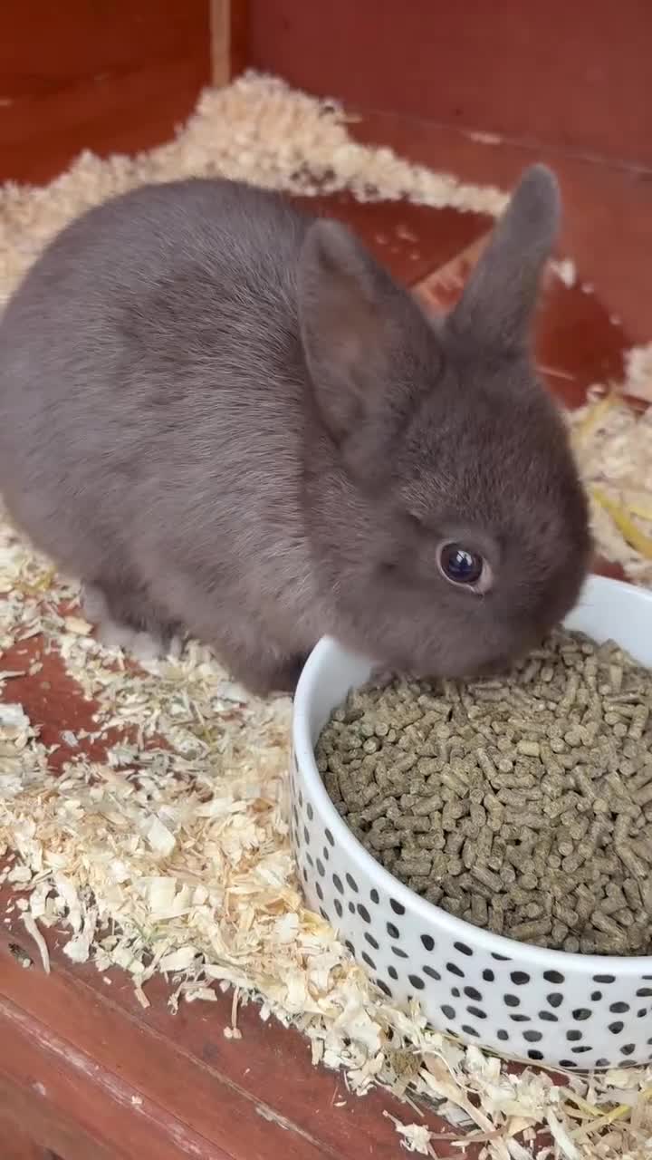 Netherland Dwarf rabbits for sale: AVAILABLE TODAY Female Netherland - Video 1