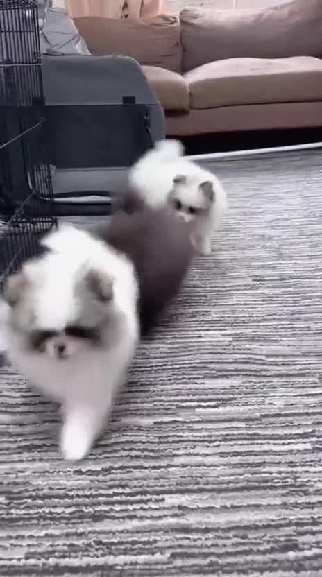 Pomeranian dogs for sale: Last 2 Pomeranian Puppies Available Price reduce! - Video 1