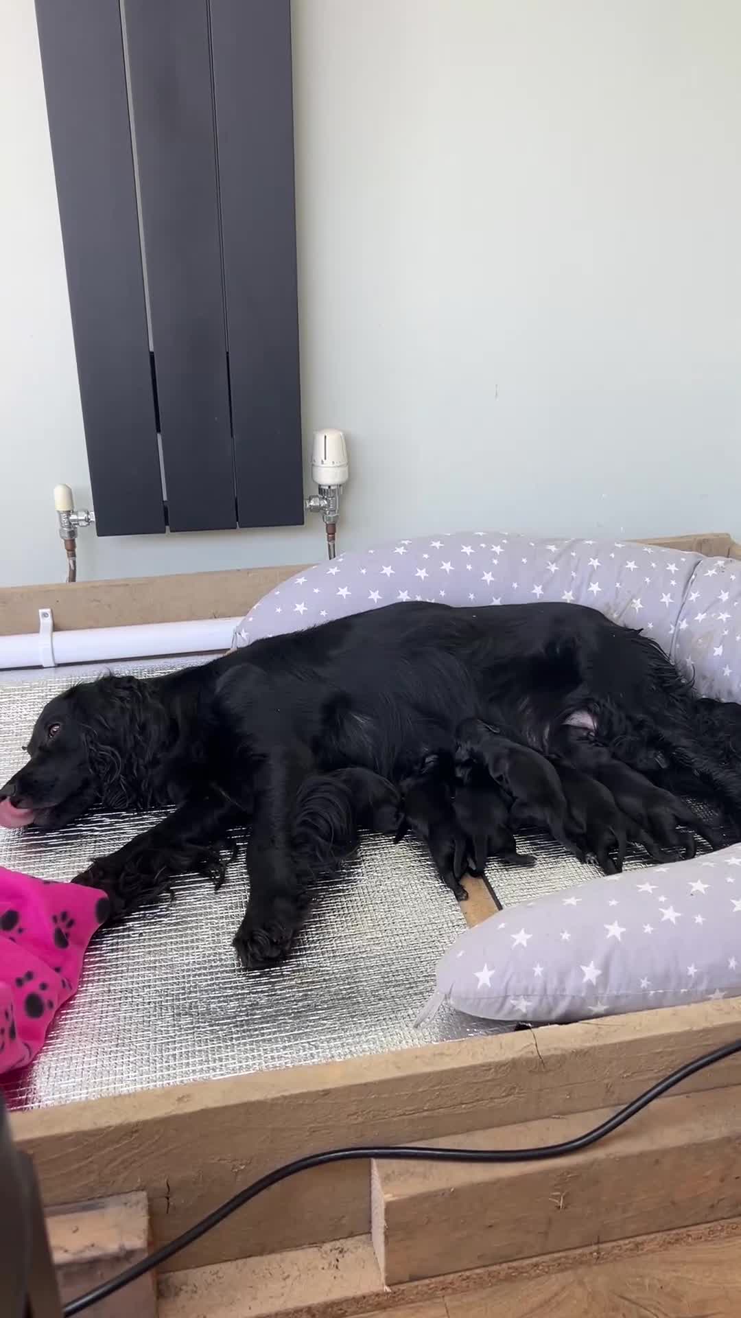 Cocker Spaniel dogs for sale: Ready to leave now! - Video 1